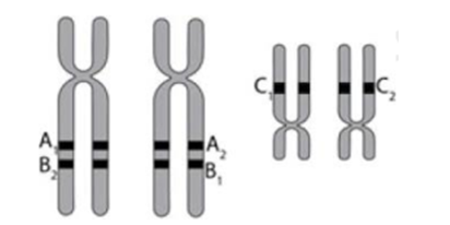 Hình vẽ mô tả 2 cặp NST thường đã nhân đôi trong giảm phân. Các alen của 3 gen A, B và C được kí hiệu A1, A2; B1, B2; C1, C2. (ảnh 1)