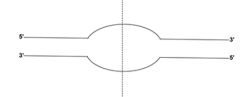 Hình bên mô tả một đơn vị nhân đôi của phân tử ADN.  Kết luận nào sau đây sai?A. Quá trình nhân đôi ADN diễn ra cả phía phải và trái của nét dứt. (ảnh 1)