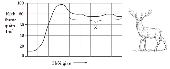 Tại một hòn đảo, người ta thả vào đó 5 cặp hươu khỏe mạnh và theo dõi sự phát triển của quần thể này, người ta lập được đồ thị như hình. Biết rằng trên đảo này không có loài bản địa nào có thể sử dụng hươu làm thức ăn, và trong suốt thời gian khảo sát, các biến đổi khí hậu là không đáng kể.              Ở góc độ sinh thái học, khi nhận xét về quần thể này, có bao nhiêu phát biểu sau đúng? I. Kích thước tối đa của quần thể là khoảng 100 cá thể. II. Tại thời điểm đạt khoảng 40 cá thể, tốc độ tăng trưởng của quần thể là lớn nhất. III. Kích thước của quần thể hươu chủ yếu phụ thuộc vào nguồn thức ăn trên đảo. IV. Giai đoạn được đánh dấu (X) trên hình được gọi là trạng thái cân bằng của quần thể hươu. A. 1.	B. 2.	C. 3.	D. 4. (ảnh 1)