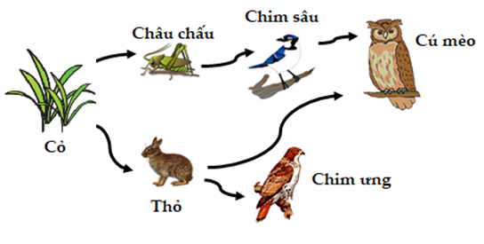 Phát biểu nào đúng khi nói về các loài tham gia trong lưới thức ăn ở hình dưới (ảnh 1)