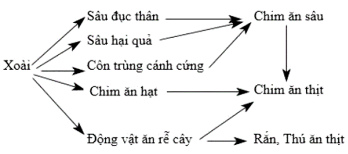 Khi nghiên cứu quan hệ sinh thái giữa các loài trong một vườn nhãn người ta thấy  (ảnh 1)