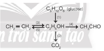 Viết phương trình hoá học của các phản ứng xảy ra theo sơ đồ sau: (ảnh 1)