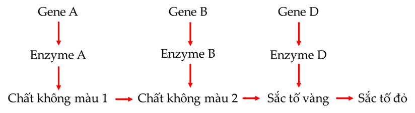 Ở một loài hoa, xét ba cặp gen  phân li độc lập, các gen  quy định các enzyme khác  (ảnh 1)