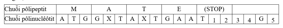 Bảng dưới đây thể hiện một chuỗi pôlinuclêôtit mã hóa cho chuỗi pôlipeptit có trình tự axit amin là MATE (mỗi chữ cái là 1 loại axitamin), các nuclêôtit từ số 1 đến số 5 chưa xác định. Một đột biến mất một cặp bazơ nitơ làm thay đổi chuỗi pôlipeptit thành MATEK. (ảnh 1)