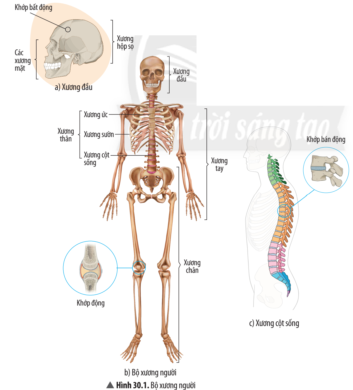 Mô hình bộ xương người - 3B