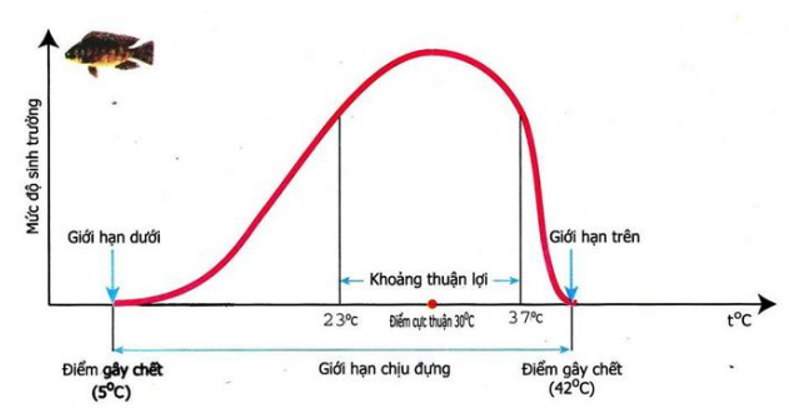 Cá rô phi nuôi ở Việt Nam có giới hạn sinh thái về nhiệt độ từ 5,6°C đến 42°C. Nhiệt độ 5,6°C gọi là 	A. Giới hạn trên. 	B. Khoảng thuận lợi. 	C. Giới hạn dưới. 	D. Khoảng chống chịu. (ảnh 1)