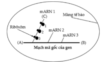 Sơ đồ ở hình bên mô tả quá trình phiên mã và dịch mã trong tế bào của một loài sinh vật. Hãy quan sát sơ đồ và cho biết nhận định nào sau đây không đúng?   A. Tại thời điểm đang xét, chuỗi pôlipeptit được tổng hợp từ ribôxôm số 1 có số axit amin nhiều nhất. B. Chữ cái C trong hình tương ứng với đầu 5’ của mARN. C. Quá trình tổng hợp phân tử mARN 3 hoàn thành muộn hơn quá trình tổng hợp các mARN còn lại. D. Đây là tế bào của một loài sinh vật nhân sơ. (ảnh 1)