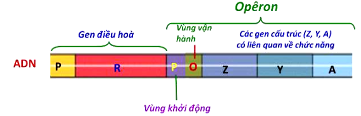 Thành phần nào sau đây không nằm trong Operon Lac ở E.Coli? 	A. Vùng khởi động (P). 	B. Vùng vận hành (O). 	C. Gen Z, Y, A. 	D. Gen điều hòa (R). (ảnh 1)