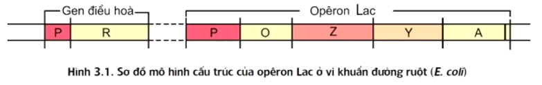 Trong mô hình cấu trúc của opêron Lac ở vi khuẩn E. coli, nơi prôtêin ức chế có thể liên kết làm ngăn cản sự phiên mã là 	A. gen điều hòa. 	B. gen cấu trúc Z. 	C. vùng khởi động. 	D. vùng vận hành. (ảnh 1)