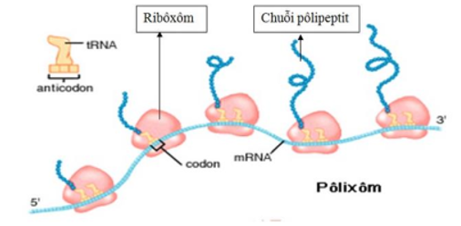 Một nhóm ribôxôm đồng thời hoạt động trên một phân tử mARN trong quá trình dịch mã được gọi là 	A. pôlinuclêôxôm. 	B. pôlinucleotit. 	C. pôlipeptit. 	D. pôlixôm. (ảnh 1)