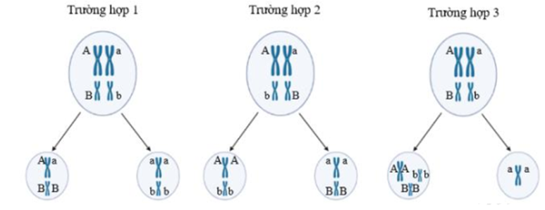 Hình dưới đây thể hiện một nhóm gồm 7 tế bào sinh tinh đều có kiểu gen AaBb đang ở kì giữa và kì cuối giảm phân I theo 3 trường hợp; trong đó có 4 tế bào diễn ra theo trường hợp 1; 1 tế bào diễn ra theo trường hợp 2; 2 tế bào diễn ra theo trường hợp 3; các giai đoạn còn lại của giảm phân diễn ra bình thường. Trong số các giao tử tạo ra khi kết thúc giảm phân, loại giao tử dạng (n – 1) chiếm tỉ lệ bằng   	A. 1/5. 	B. 1/7. 	C. 1/14. 	D. 2/7. (ảnh 1)