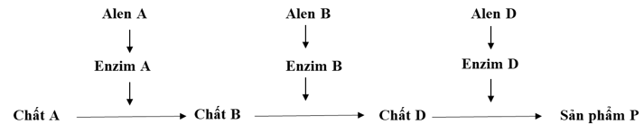 Ở người, xét 3 gen nằm trên 3 cặp nhiễm sắc thể thường, các alen A, B, D (trội hoàn toàn) quy định các enzim khác nhau cùng tham gia vào quá trình chuyển hóa các chất trong cơ thể, các alen đột biến lặn tương ứng a, b, d không tạo các enzim. Sơ đồ chuyển hoá như sau:   Khi các cơ chất (A,B,D) không được chuyển hoá sẽ bị tích luỹ trong tế bào và gây bệnh. Các gen biểu hiện ra 4 loại kiểu hình khác nhau. Số loại kiểu gen tương ứng với mỗi loại kiểu hình được thể hiện trong bảng dưới đây. Có bao nhiêu phát biểu sau đây đúng? STT	Kiểu hình	Số kiểu gen tương ứng 1	Khoẻ mạnh	8 2	Bệnh 1	4 3	Bệnh 2	6 4	Bệnh 3	9 I. Bệnh 1 do tế bào tích luỹ nhiều chất A. II. Một người bị bệnh 1 kết hôn với một người bị bệnh 3 có thể sinh ra con không mắc bệnh. III. Một cặp vợ chồng đều bị bệnh 3 có thể sinh con bị bệnh 1. IV. Một cặp vợ chồng đều khoẻ mạnh, đều có kiểu gen mang đủ các loại alen. Khả năng sinh con đầu lòng mắc bệnh 2 là 18,75%. 	A. 3.	B. 2.	C. 1.	D. 4. (ảnh 1)