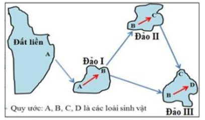 Quá trình hình thành các loài B, C, D từ loài A (loài gốc) được mô tả ở hình bên. Phân tích hình này, theo lí thuyết, có bao nhiêu phát biểu sau đây đúng?   I. Các cá thể của loài B ở đảo II có thể mang một số alen đặc trưng mà các cá thể của loài B ở đảo I không có. II. Khoảng cách giữa các đảo có thể là yếu tố duy trì sự khác biệt về vốn gen giữa các quần thể ở đảo I, đảo II và đảo III. III. Vốn gen của các quần thể thuộc loài B ở đảo I, đảo II và đảo III phân hóa theo cùng 1 hướng. IV. Điều kiện địa lí ở các đảo là nhân tố trực tiếp gây ra những thay đổi về vốn gen của mỗi quần thể. Theo lí thuyết, có bao nhiêu phát biểu sau đây đúng? 	A. 1. 	B. 2. 	C. 3. 	D. 4. (ảnh 1)