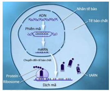 Ở tế bào nhân thực, quá trình nào sau đây chỉ diễn ra trong tế bào chất? 	A. Tổng hợp mARN. 	B. Tổng hợp tARN. 	C. Tổng hợp prôtêin. 	D. Nhân đôi ADN. (ảnh 1)