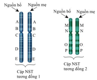 Giả sử một tế bào có 2 cặp NST tương đồng, trên đó có các gen kí hiệu như hình bên.   Theo lí thuyết, có bao nhiêu nhận định sau đây đúng? I. Số lần nhân đôi của gen A, B, C, D, E bằng nhau. II. Gen C và M phân li độc lập với nhau trong giảm phân. III. Có 4 nhóm gen liên kết. IV. Số lần phiên mã của gen D và O luôn giống nhau. 	A. 1. 	B. 2. 	C. 3. 	D. 4. (ảnh 1)
