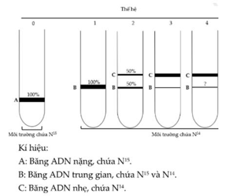 Một nhóm các nhà khoa học thực hiện lại thí nghiệm của Meselson và Stahl (1958) để nghiên cứu mô hình nhân đôi của ADN. Họ đã nuôi vi khuẩn E. coli trong môi trường chỉ có nitơ đồng vị nặng (N15), sau đó chuyển sang môi trường chỉ có nitơ đồng vị nhẹ (N14), tách ADN sau mỗi thế hệ và ly tâm. Kết quả thu được các băng ADN có trọng lượng và tỷ lệ khác nhau như hình sau:   I. Ở thế hệ thứ tư, người ta thu được kết quả thí nghiệm băng B và băng C lần lượt là 12,5% và 87,5%. II. Thí nghiệm trên chứng minh được quá trình nhân đôi ADN thực hiện theo nguyên tắc bán bảo toàn. III. Tiếp tục thí nghiệm, đến thế hệ thứ 6 băng B hoàn toàn biến mất. IV. Ở thế hệ thứ 5, người ta chuyển sang môi trường N15 thì sau phải sau 2 thế hệ tiếp theo băng A mới xuất hiện trở lại. 	A. 1. 	B. 2. 	C. 3. 	D. 4. (ảnh 1)
