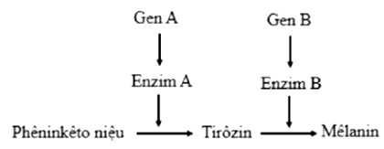 Dưới đây là sơ đồ rút gọn mô tả con đường chuyển hóa phêninalanin liên quan đến hai bệnh chuyển hóa ở người, gồm bệnh phêninkêto niệu (PKU) và bệnh bạch tạng.   Alen đột biến lặn a không tổng hợp được enzym A dẫn tới phêninalanin không được chuyển hóa gây bệnh PKU. Alen đột biến lặn b không tổng hợp được enzym B dẫn tới dẫn tới tirôzin không được chuyển hóa. Mêlanin không được tổng hợp sẽ gây bệnh bạch tạng có triệu chứng nặng; mêlanin được tổng hợp ít sẽ gây bệnh bạch tạng có triệu chứng nhẹ hơn. Gen mã hóa 2 enzim A và B nằm trên 2 cặp nhiễm sắc thể khác nhau. Tirôzin có thể được thu nhận trực tiếp một lượng nhỏ từ thức ăn. Khi nói về hai bệnh trên, những nhận xét dưới đây có bao nhiêu nhận xét đúng? I. Kiểu gen của người bị bệnh bạch tạng có thể có hoặc không có alen A. II. Những người mắc đồng thời cả 2 bệnh có thể có tối đa 3 loại kiểu gen. III. Người có kiểu gen aaBB và người có kiểu gen aabb đều biểu hiện bệnh PKU. IV. Người bị bệnh PKU có thể điều chỉnh mức biểu hiện của bệnh thông qua chế độ ăn. 	A. 3. 	B. 1. 	C. 4. 	D. 2. (ảnh 1)