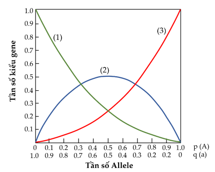 Đồ thị dưới đây biểu diễn mối quan hệ giữa tần số các kiểu gen AA, Aa và aa với tần số các alen A và a trong một quần thể. Dựa vào đồ thị và cho biết có bao nhiêu phát biểu sau đây đúng?   I. Quần thể được khảo sát nhiều khả năng là quần thể ngẫu phối.  II. Đường cong (1) biểu diễn sự thay đổi tần số kiểu gen aa.  III. Khi tần số alen A và a bằng nhau thì tần số các kiểu gen đồng hợp là lớn nhất.  IV. Khi tần số alen A cao hơn tần số alen a thì tần số kiểu gen AA luôn cao hơn tần số kiểu gen Aa.  	A. 2.	B. 3.	C. 1.	D. 4. (ảnh 1)