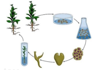 Một kỹ thuật được áp dụng khá rộng rãi trong nông nghiệp hiện đại, được mô tả như hình dưới đây: Với kỹ thuật này, có bao nhiêu phát biểu sau đây là đúng?   (1). Đây là kỹ thuật nuôi cấy tế bào invitro tạo mô sẹo. (2). Đây là một trong những phương pháp tạo giống mới ở thực vật . (3). Các cây con được sinh hình thành mang những đặc điểm giống nhau. (4). Kỹ thuật trên cho phép tạo ra một số lượng lớn các cây con có kiểu gen khác nhau. 	A. 1. 	B. 4. 	C. 2. 	D. 3. (ảnh 1)