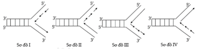 Sơ đồ nào sau đây mô tả đúng về giai đoạn kéo dài mạch polinucleotit mới trên 1 chạc chữ Y trong quá trình nhân đôi ADN ở sinh vật nhân sơ?   	A. Sơ đồ II. 	B. Sơ đồ IV. 	C. Sơ đồ I.	D. Sơ đồ III (ảnh 1)