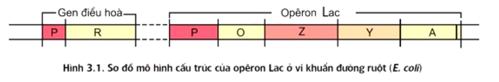 Trong một opêron, nơi enzim ARN-polimeraza bám vào khởi động phiên mã là 	A. vùng điều hòa. 	B. vùng mã hóa. 	C. vùng khởi động. 	D. vùng vận hành. (ảnh 1)
