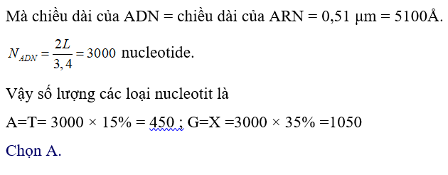 Một phân tử mARN của sinh vật nhân sơ có chiều dài 0,51 μm, với tỉ lệ các loại nuclêôtit, ađênin, guanin, xitôzin lần lượt là 10%, 30%, 40%. Người ta sử dụng phân tử mARN này làm khuôn để tổng hợp nhân tạo một phân tử ADN có chiều dài tương đương. Tính theo lí thuyết, số lượng nuclêôtit mỗi loại cần phải cung cấp cho quá trình tổng hợp trên là: 	A. G = X = 1050; A = T = 450. 	B. G = X = 450; A = T = 1050. 	C. G = X = 900; A = T = 2100. 	D. G = X = 2100; A = T = 900. (ảnh 2)