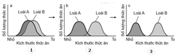 Sơ đồ mô tả ổ sinh thái về kích thước thức ăn của 2 loài A và B được thể hiện ở hình 1, 2 và 3 sau đây:   Loài A và loài B sẽ cạnh tranh gay gắt về thức ăn được thể hiện ở hình: 	A. hình 3. 	B. hình 1. 	C. hình 2. 	D. hình 1 và 2. (ảnh 1)