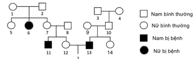 Nghiên cứu sự di truyền ở một gia đình, người ta thu được phả hệ sau:   Biết không xảy ra đột biến và tính trạng không chịu sự ảnh hưởng của môi trường. Theo lý thuyết, có bao nhiêu nhận xét sau đây đúng? (1). Có thể xác định chính xác kiểu gen của 9 người trong phả hệ trên. (2). Xác suất để người số (14) có kiểu gen dị hợp là 1/3. (3). Có tất cả 6 người trong phả hệ trên chắc chắn có kiểu gen dị hợp. (4). Xác suất để cặp vợ chồng (12) và (13) sinh được 2 con, có cả trai và gái đều bình thường là 2/9. 	A. 4. 	B. 3. 	C. 1. 	D. 2. (ảnh 1)