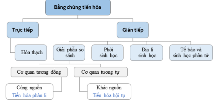 Khi nói về các bằng chứng tiến hóa, phát biểu nào sau đây đúng? A. Cánh sâu bọ và cánh dơi là các cơ quan tương đồng. B. Cánh dơi và tay người là cơ quan tương đồng. C. Các cơ quan tương tự phản ánh sự tiến hóa phân ly. D. Các cơ quan tương đồng phản ánh sự tiến hóa đồng quy. (ảnh 1)