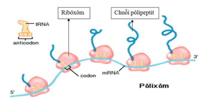 Khi nói về cơ chế di truyền ở sinh vật nhân thực, trong điều kiện không có đột biến xảy ra, phát biểu nào dưới đây sai? A. Trong phiên mã, cả hai mạch của gen đều có thể dùng làm khuôn để tổng hợp mARN. B. Trong dịch mã, có thể có nhiều ribôxôm dịch chuyển trên phân tử mARN. C. Trong dịch mã, mỗi phân tử mARN có thể tổng hợp được nhiều chuỗi pôlipeptit giống nhau. D. Trong phiên mã, enzim ARN pôlimeraza trượt dọc trên mạch gốc có chiều 3’→5’. (ảnh 1)