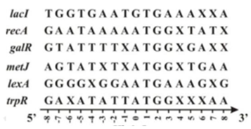 Để nghiên cứu tốc độ tích lũy đột biến thay thế nuclêôtit trên gen, các nhà khoa học đã so sánh trình tự nuclêôtit ở vùng đầu (chứa trình tự nuclêôtit mã hóa tín hiệu nhận biết và tiến hành dịch mã của ribôxôm) của 149 gen của E. coli. Một phần kết quả nghiên cứu được thể hiện trên hình vẽ sau đây:   Phân tích hình vẽ và kiến thức về cơ chế di truyền và biến dị ở cấp độ phân tử, có bao nhiêu nhận định sau đây đúng? I. Mạch ADN của các gen trên hình là mạch bổ sung trong quá trình phiên mã. II. Trình tự bộ ba bảo thủ nhất (được bảo tồn lớn nhất) là 5’ATG3’ ở vị trí 0;1;2. III. Nếu xảy ra đột biến điểm thì tần số đột biến tại các nuclêotit là tương đương nhau. IV. Nếu gen bị đột biến điểm dạng thay thế một cặp nu khác loại ở vị trí (-2) sẽ ức chế quá trình phiên mã. 	A. 2. 	B. 1. 	C. 3. 	D. 4. (ảnh 1)