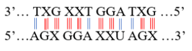 Một đoạn mạch gốc của gen có trình tự các nuclêôtit 3’… TXG XXT GGA TXG …5’. Trình tự các nuclêôtit trên đoạn mARN tương ứng được tổng hợp từ gen này là: 	A. 5'…AGX GGA XXU AGX …3'. 	B. 5'…AXG XXU GGU UXG …3'. 	C. 5'…UGX GGU XXU AGX …3'. 	D. 3'…AGX GGA XXU AGX …5'. (ảnh 1)