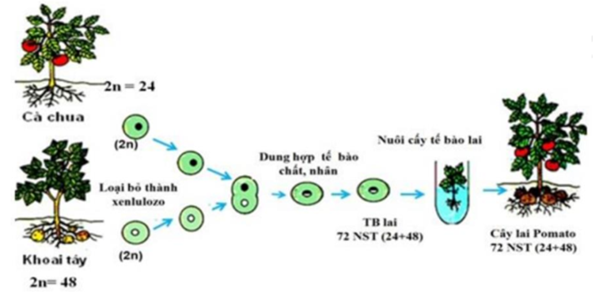Có bao nhiêu nhận xét đúng với hình ảnh sau?   (1). Đây là phương pháp dung hợp tế bào trần. (2). Đây là phương pháp gây đột biến. (3). Tạo được con lai mang 2 bộ NST khác nhau của 2 loài. (4). Cây lai Pomato không có khả năng sinh sản hữu tính. 	A. 1. 	B. 4. 	C. 3. 	D. 2. (ảnh 1)