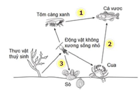 Cho sơ đồ lưới thức ăn như hình bên. Có bao nhiêu phát biểu sau đây đúng về lưới thức ăn này?   II. Chuỗi thức ăn dài nhất có 4 mắt xích. III. Cá vược thuộc bậc dinh dưỡng cấp 3. IV. Nếu nhiệt độ môi trường thay đổi làm số lượng động vật không xương sống nhỏ suy giảm đột ngột thì số lượng tất cả các loài động vật trong lưới thức ăn sẽ giảm. 	A. 3. 	B. 1. 	C. 4. 	D. 2. (ảnh 2)