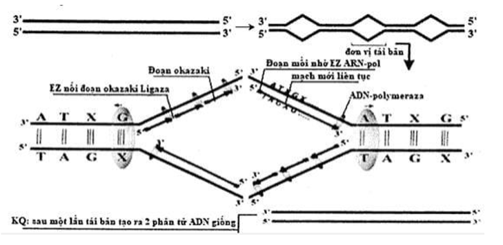 Một đoạn ADN ở khoảng giữa 1 XAY  XAXa →đơn vị nhân đôi như hình vẽ (O là điểm khởi đầu sao chép; I, II, II, IV chỉ các đoạn mạch đơn của ADN). Trong các phát biểu sau đây, có bao nhiêu phát biểu đúng?   I. Trên đoạn mạch II, enzim ADN polymeraza xúc tác tổng hợp mạch mới theo chiều 3’ → 5’. II. Đoạn mạch IV được sử dụng làm khuôn để tổng hợp mạch mới một cách liên tục III. Đoạn mạch I, II được sử dụng làm khuôn để tổng hợp mạch mới một cách gián đoạn. IV. Ở sinh vật nhân sơ có 1 đơn vị tái bản, ở sinh vật nhân thực có nhiều đơn vị tái bản hơn. 	A. 2 	B. 3 	C. 4 	D. 1 (ảnh 2)