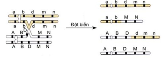 Một loài thực vật lương bội sinh sản hữu tính, xét cặp NST số 1 chứa các cặp gen A, a; B, b; D, d; M, m; N, n. Giả sử quá trình giảm phân ở một số tế bào của cây P thuộc loài trên đã xảy ra đột biến được mô tả như hình.   Cây P tự thụ phấn thu được đời con F1. Biết rằng các gen liên kết hoàn toàn và không xảy ra các đột biến khác; các loại giao tử, hợp tử được tạo thành đều có khả năng sống sót. Nếu chỉ xét cặp NST số 1, trong những nhận định sau có bao nhiêu nhận định đúng? I. Một số tế bào của cây P trong quá trình giảm phân đã diễn ra đột biến chuyển đoạn. II. Cây P giảm phân tạo ra tối đa 4 loại giao tử. III. F1 có số loại kiểu gen tối đa là 32. IV. Trong tổng số các loại kiểu gen ở F1 loại kiểu gen mang đột biến về NST số 1 chiếm tỉ lệ 3/10. 	A. 1. 	B. 2. 	C. 3. 	D. 4. (ảnh 1)