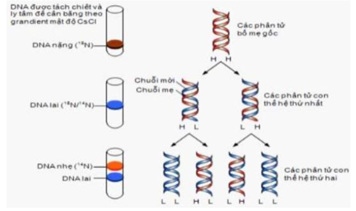 Nghiên cứu cơ chế nhân đôi ADN của 1 loài sinh vật trong phòng thí nghiệm, các nhà khoa học thu được kết quả như hình dưới đây. Giả sử có 3 ADN nặng (ADN có cấu tạo hoàn toàn từ N15) cùng tiến hành nhân đôi trong môi trường chỉ chứa N14. Sau thời gian 2 giờ nuôi cấy thu được số phân tử ADN nhẹ (ADN được cấu tạo hoàn toàn từ N14) gấp 31 lần số ADN lai (ADN cấu tạo từ N14 và N15). Theo lí thuyết, có bao nhiêu nhận định sau đây về quá trình nhân đôi ADN này là đúng?   I. Thí nghiệm này chứng minh ADN nhân đôi theo nguyên tắc bán bảo toàn. II. Thời gian thế hệ của loại tế bào chứa ADN này là 30 phút. III. Tổng số mạch polinucleotit chỉ chứa N14 là 378. IV. Số phân tử ADN nhẹ tạo ra sau 1 giờ là 18. 	A. 3. 	B. 1. 	C. 4. 	D. 2. (ảnh 1)