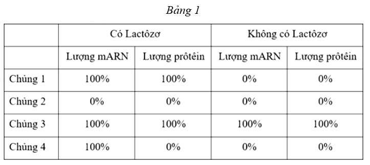 Bảng 1 mô tả hàm lượng mARN và prôtêin tương đối của gen Y thuộc operon Lac ở các chủng vi khuẩn E coli. trong môi trường có hoặc không có Lactôzơ. Biết rằng chủng 1 là chủng bình thường, các chủng 2, 3, 4 là các chủng đột biến phát sinh từ chủng 1, mỗi chủng bị đột biến ở một vị trí duy nhất trong operon Lac. Bảng 1   Khi nói về các chủng 2, 3, 4; có bao nhiêu phát biểu sau đây đúng? I. Chủng 2 có thể bị đột biến ở vùng vận hành (O). II. Chủng 3 có thể bị đột biến ở vùng mã hóa của gen Y. III. Chủng 4 có thể bị đột biến ở vùng khởi động (P). IV. Chủng 3 có thể bị đột biến ở vùng vận hành (O). 	A. 1. 	B. 2. 	C. 4. 	D. 3. (ảnh 1)
