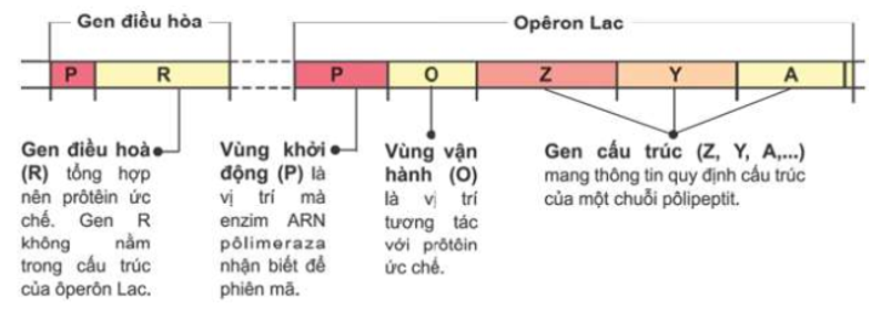 Phát biểu nào sau đây về mô hình điều hòa hoạt động của Operon Lac ở E.Coli sai? A. Gen điều hòa (R) không nằm trong thành phần cấu tạo của Operon Lac. B. Lactôzơ đóng vai trò là chất cảm ứng. C. Vùng khởi động (P) là nơi enzim ARN polimeraza bám vào và khởi đầu phiên mã. D. Các gen cấu trúc Z, Y, A có số lần phiên mã khác nhau (ảnh 1)