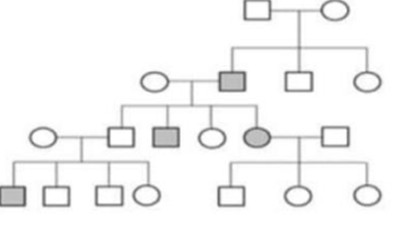 Phả hệ bên mô tả một bệnh di truyền ở người do một locus đơn gen chi phối. Biết không có đột biến mới xuất hiện, theo lí thuyết, có tối đa bao nhiêu người trong phả hệ chưa xác định được chính xác kiểu gen nếu không có các phân tích hóa sinh và phân tử?   	A. 5. 	B. 3. 	C. 8. 	D. 6. (ảnh 1)