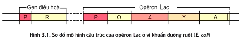 Bảng 1 mô tả hàm lượng mARN và prôtêin tương đối của gen Y thuộc operon Lac ở các chủng vi khuẩn E coli. trong môi trường có hoặc không có Lactôzơ. Biết rằng chủng 1 là chủng bình thường, các chủng 2, 3, 4 là các chủng đột biến phát sinh từ chủng 1, mỗi chủng bị đột biến ở một vị trí duy nhất trong operon Lac. Bảng 1   Khi nói về các chủng 2, 3, 4; có bao nhiêu phát biểu sau đây đúng? I. Chủng 2 có thể bị đột biến ở vùng vận hành (O). II. Chủng 3 có thể bị đột biến ở vùng mã hóa của gen Y. III. Chủng 4 có thể bị đột biến ở vùng khởi động (P). IV. Chủng 3 có thể bị đột biến ở vùng vận hành (O). 	A. 1. 	B. 2. 	C. 4. 	D. 3. (ảnh 2)