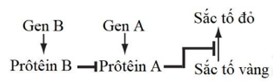 Sự hình thành sắc tố cánh hoa ở một loài thực vật được mô tả trong sơ đồ sinh hóa sau đây:    Prôtêin A ức chế sự biến đổi sắc tố vàng thành sắc tố đỏ. Prôtêin B ức chế hoạt động của prôtêin A. Các gen A và B nằm trên các NST khác nhau, các alen lặn a và b đều không tổng hợp được prôtêin. Cho các cá thể (P) có kiểu gen AaBb tự thụ phấn thu được F1. Theo lý thuyết, có bao nhiêu phát biểu sau đây đúng? I. Có 5 kiểu gen khác nhau quy định kiểu hình hoa đỏ. II. Các cá thể P có kiểu hình hoa đỏ. III. Cây hoa vàng có kiểu gen chứa ít nhất 1 alen A. IV. F1 có tỉ lệ kiểu hình là 9 hoa đỏ : 7 hoa vàng. 	A. 4. 	B. 1. 	C. 2. 	D. 3. (ảnh 1)