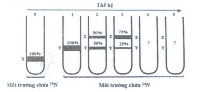 Một nhóm nghiên cứu thực hiện thí nghiệm để kiểm chứng mô hình nhân đôi ADN ở vùng nhân của tế bào nhân sơ. Họ đã nuôi một số vi khuẩn E.coli trong môi trường chỉ có nitơ đồng vị nặng (15N). Sau đó, họ chuyển vi khuẩn sang nuôi tiếp năm thế hệ ở môi trường chỉ có nitơ đồng vị nhẹ (14N). Biết số lần nhân lên của các vi khuẩn E. coli trong các ống nghiệm là như nhau. Tách ADN sau mỗi thệ hệ và thu được kết quả như hình dưới đây. Cho biết X là vị trí của ADN chứa cả hai mạch 15N, Y là vị trí của ADN chứa cả mạch 14N và mạch 15N; Z là vị trí của ADN chứa cả hai mạch 14N.    Theo lí thuyết, có bao nhiêu phát biểu sau đây đúng? I. Thí nghiệm trên đã kiểm chứng quá trình nhân đôi ADN theo nguyên tắc bán bảo toàn. II. Nếu một vi khuẩn E. coli được nuôi với các điều kiện thí nghiệm như trên thì luôn có hai mạch ADN chứa 15N ở mỗi thế hệ. III. Ở thế hệ thứ 4, tỉ lệ ADN ở vị trí Z chiếm 7/8. IV. Ở thế hệ thứ 5, tỉ lệ ADN ở vị trí Y chiếm 15/16 	A. 2. 	B. 4. 	C. 3. 	D. 1. (ảnh 1)