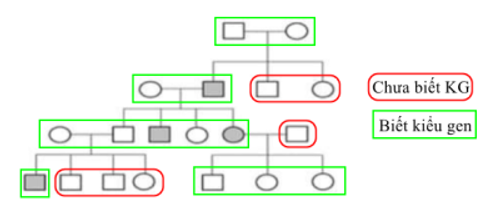 Phả hệ bên mô tả một bệnh di truyền ở người do một locus đơn gen chi phối. Biết không có đột biến mới xuất hiện, theo lí thuyết, có tối đa bao nhiêu người trong phả hệ chưa xác định được chính xác kiểu gen nếu không có các phân tích hóa sinh và phân tử?   	A. 5. 	B. 3. 	C. 8. 	D. 6. (ảnh 2)
