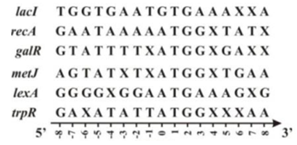 Để nghiên cứu tốc độ tích lũy đột biến thay thế nuclêôtit trên gen, các nhà khoa học đã so sánh trình tự nuclêôtit ở vùng đầu (chứa trình tự nuclêôtit mã hóa tín hiệu nhận biết và tiến hành dịch mã của ribôxôm) của 149 gen của E. coli. Một phần kết quả nghiên cứu được thể hiện trên hình vẽ sau đây:    Phân tích hình vẽ và kiến thức về cơ chế di truyền và biến dị ở cấp độ phân tử, có bao nhiêu nhận định sau đây đúng? I. Mạch ADN của các gen trên hình 5 là mạch bổ sung trong quá trình phiên mã. II. Trình tự bộ ba bảo thủ nhất (được bảo tồn lớn nhất) là 5'ATG3’ ở vị trí 0;1;2. III. Nếu xảy ra đột biến điểm thì tần số đột biến tại các nuclêotit là tương đương nhau. IV. Nếu gen bị đột biến điểm dạng thay thế một cặp nuclêôtit khác loại ở vị trí (-2) sẽ ức chế quá trình phiên mã. 	A. 1. 	B. 2. 	C. 4. 	D. 3. (ảnh 1)