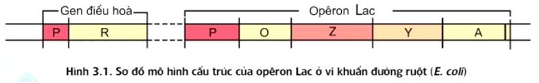Bảng 1 mô tả hàm lượng mARN và prôtêin tương đối của gen Z thuộc operon Lac ở các chủng vi khuẩn E. coli trong môi trường có hoặc không có Lactôzơ. Biết rằng chủng 1 là chủng bình thường, các chủng 2, 3, 4 là các chủng đột biến phát sinh từ chủng 1, mỗi chủng bị đột biến ở một vị trí duy nhất trong operon Lac. Bảng 1 	Có Lactôzơ	Không có Lactôzơ 	Lượng mRNA	Lượng protein	Lượng mRNA	Lượng protein Chủng 1	100%	100%	0%	0% Chủng 2	100%	0%	0%	0% Chủng 3	0%	0%	0%	0% Chủng 4	100%	100%	100%	100% Khi nói về các chủng 2, 3, 4, có bao nhiêu phát biểu sau đây đúng? I. Chủng 2 bị đột biến ở vùng P hoặc vùng O.  II. Chủng 3 có thể bị đột biến hỏng vùng P. III. Chủng 4 có thể bị đột biến mất vùng O. IV. Đột biến mất cặp nucleotide ở gen điều hòa R sẽ tạo ra kiểu hình giống như chủng 2. 	A. 2. 	B. 1. 	C. 4. 	D. 3. (ảnh 1)