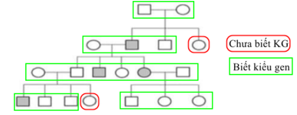 Phả hệ bên mô tả một bệnh di truyền ở người do một locus đơn gen chi phối. Biết không có đột biến mới xuất hiện, theo lí thuyết, có tối đa bao nhiêu người trong phả hệ chưa xác định được chính xác kiểu gen nếu không có các phân tích hóa sinh và phân tử?   	A. 5. 	B. 3. 	C. 8. 	D. 6. (ảnh 3)