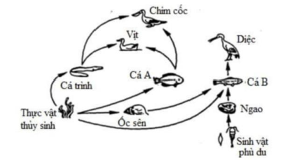 Cho sơ đồ lưới thức ăn trong hệ sinh thái như hình bên. Theo lí thuyết, có bao nhiêu phát biểu sau đây đúng?   I. Ốc sên và cá A có thể cạnh tranh với nhau về nguồn thức ăn. II. Vịt thuộc bậc dinh dưỡng cấp 3. III. Chim cốc là loài duy nhất khống chế số lượng cá trình. IV. Nếu diệc bị con người khai thác quá mức thì ngao sẽ giảm số lượng. 	A. 2. 	B. 3. 	C. 4. 	D. 1. (ảnh 1)