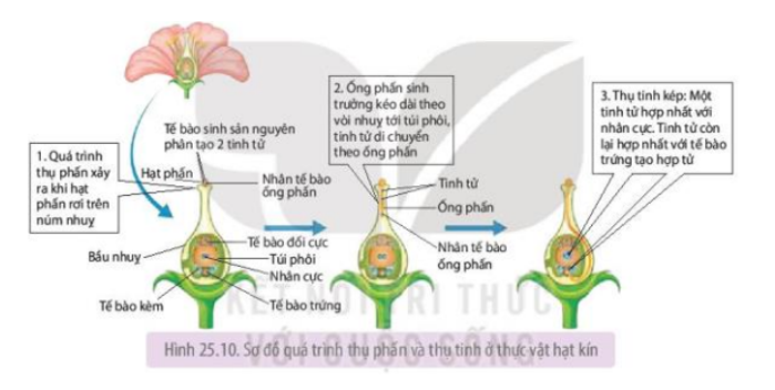 Quá trình thụ tinh ở thực vật diễn ra như thế nào (tham khảo Hình 25.10)? Tại sao gọi quá trình thụ tinh ở thực vật có hoa là thụ tinh kép?  (ảnh 1)
