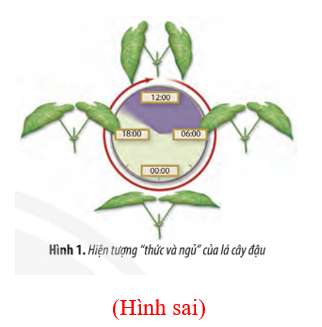 Hình 1 mô tả về hiện tượng “thức và ngủ” của lá cây đậu vào những thời điểm nhất định trong ngày. Hãy cho biết: a. Hình thức cảm ứng của lá cây đậu. b. Trình bày cơ chế của hình thức cảm ứng trên. c. Vai trò của hình thức cảm ứng trên đối với cây đậu. (ảnh 1)